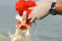 深圳海撒实录