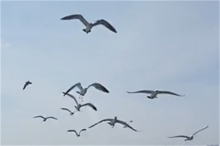 深圳市海葬补助标准