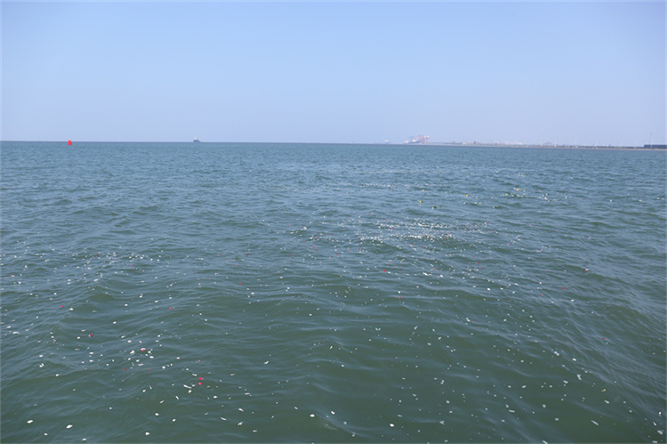 深圳民政海葬真实办理经验分享-1