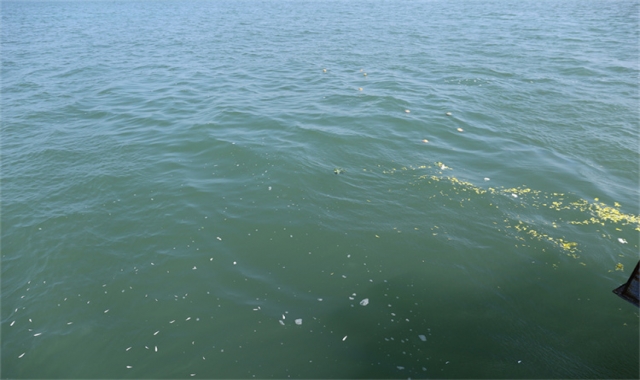 深圳海葬政策官方最新政策解读