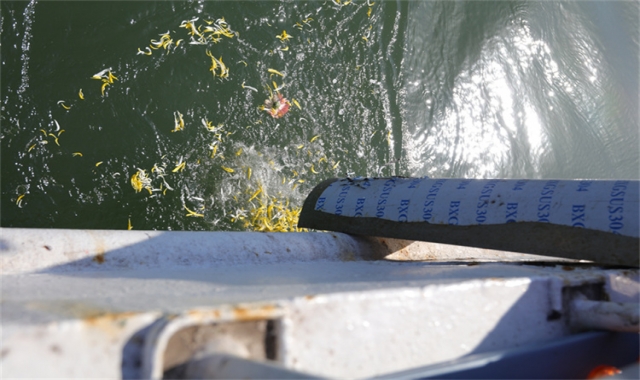 深圳骨灰海葬真实办理经验分享