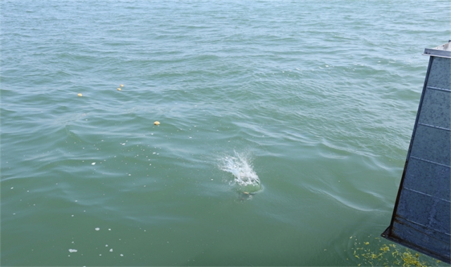 深圳海葬官方流程解读
