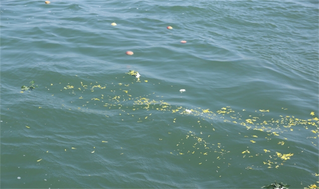 深圳光明海葬纪念活动安排