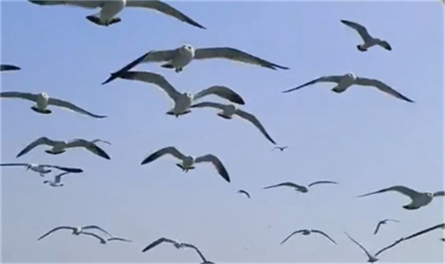 深圳民政海葬真实办理经验分享