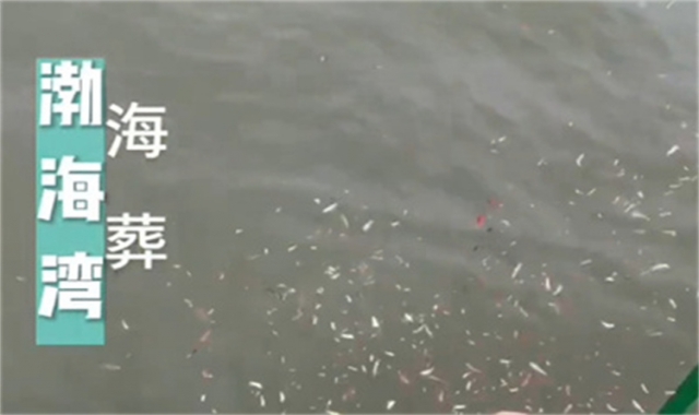 深圳海葬纪念活动指南